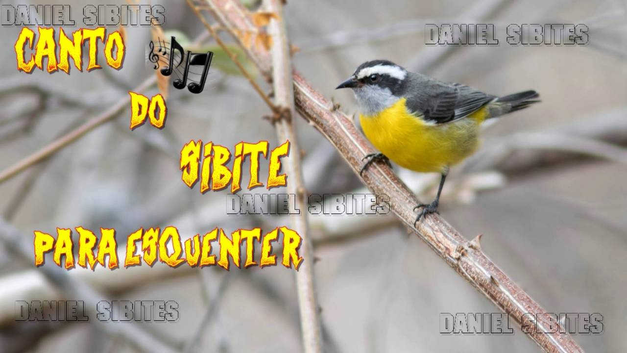 CANTO DE SIBITE,CAGA SEBO,CAMBACICA PARA ESQUENTAR