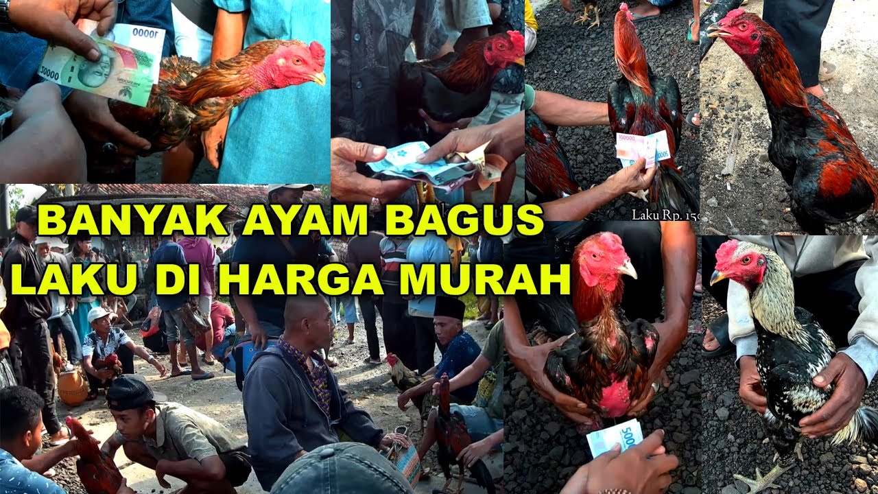 Banyak Ayam Bagus Harga Murah | Pasar Ayam Bangkok Full Ayam Bagus Banyak Pilihan Ayam Jenis