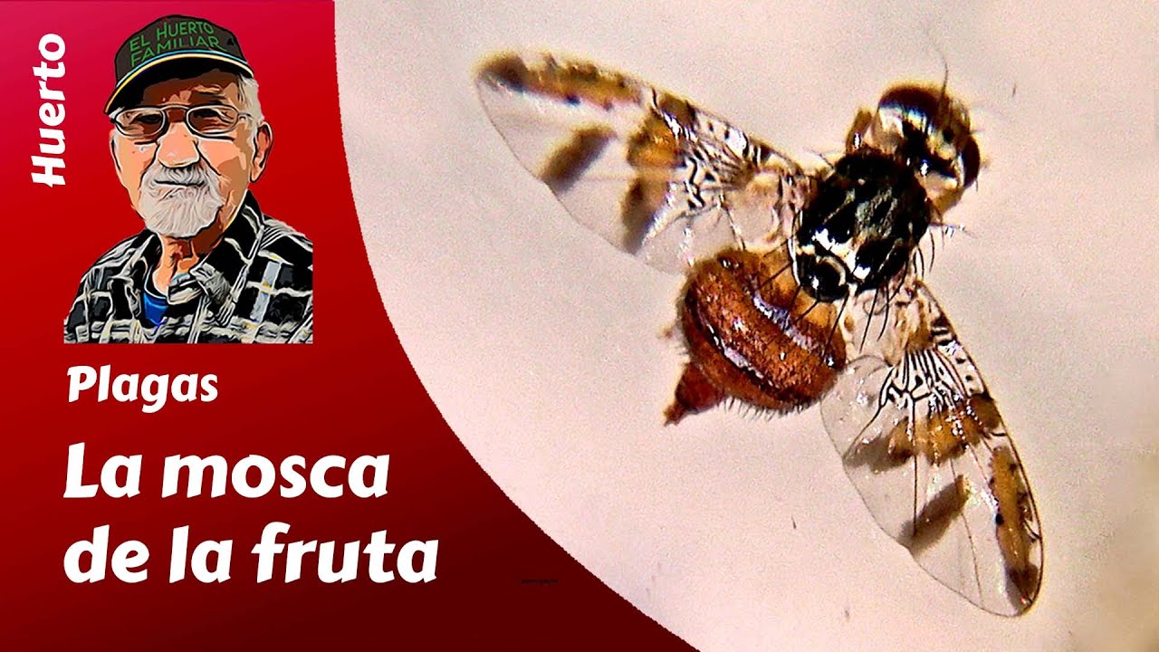 MOSCA DE LA FRUTA. Todo sobre esta plaga en el huerto familiar. Mejora tus cosechas de fruta