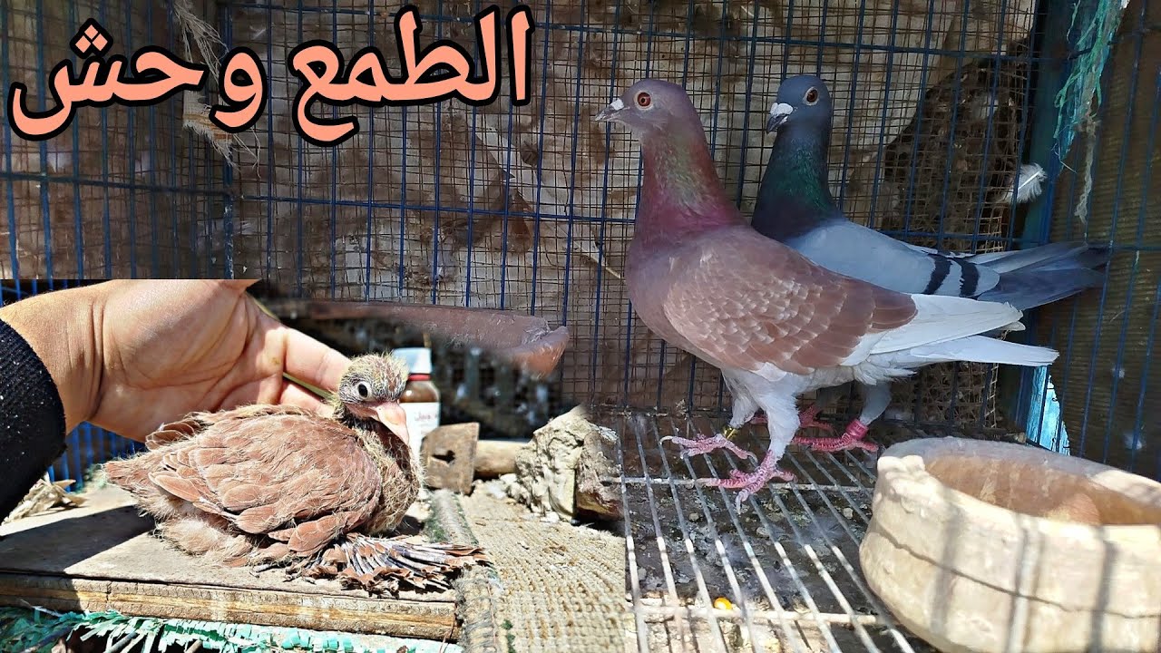 تجربه لازم اتعلم منها🤦🏽فزعت الزغاليل اول فزعه🕊️🔥👇#طيور