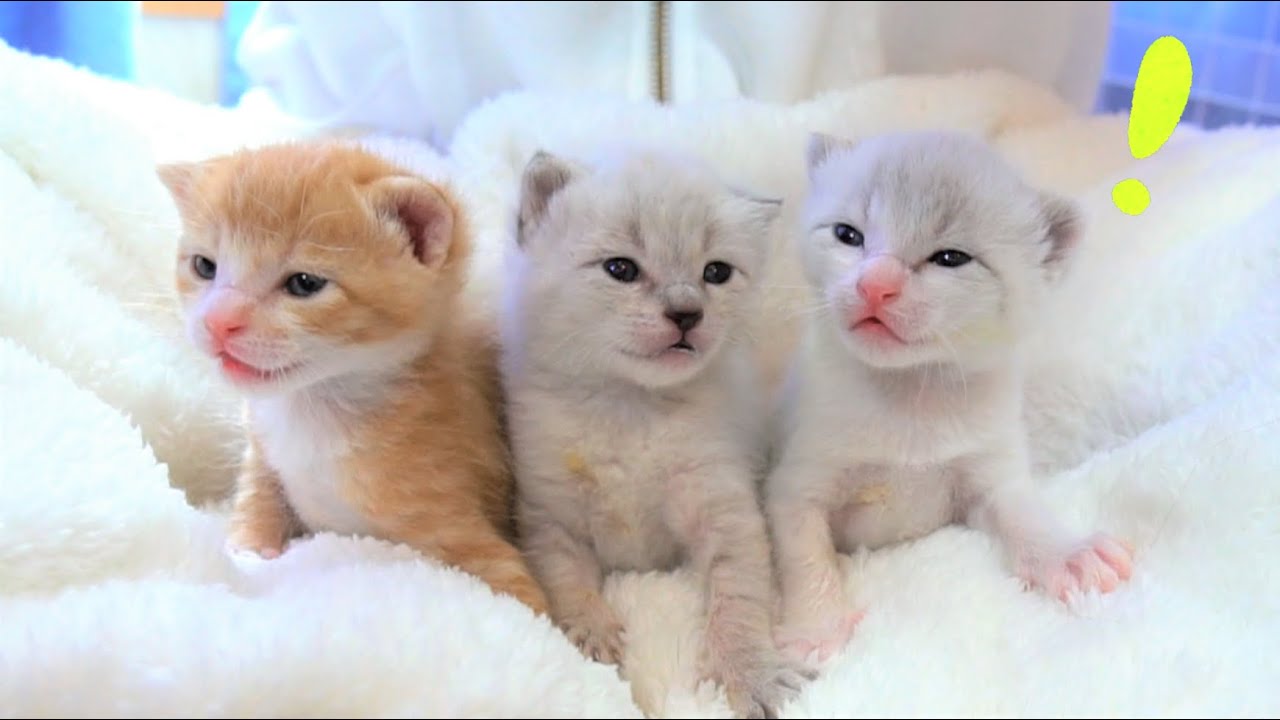 【生後14日】初めて聞く音にびっくりする赤ちゃん猫たち【保護子猫】kittens hear the sound for the first time