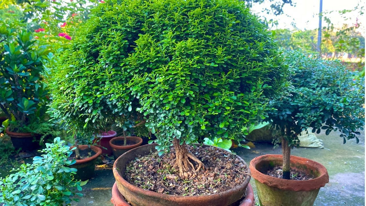 Kamini Plant Bonsai I Table Kamini I Kamini Plant Grafting