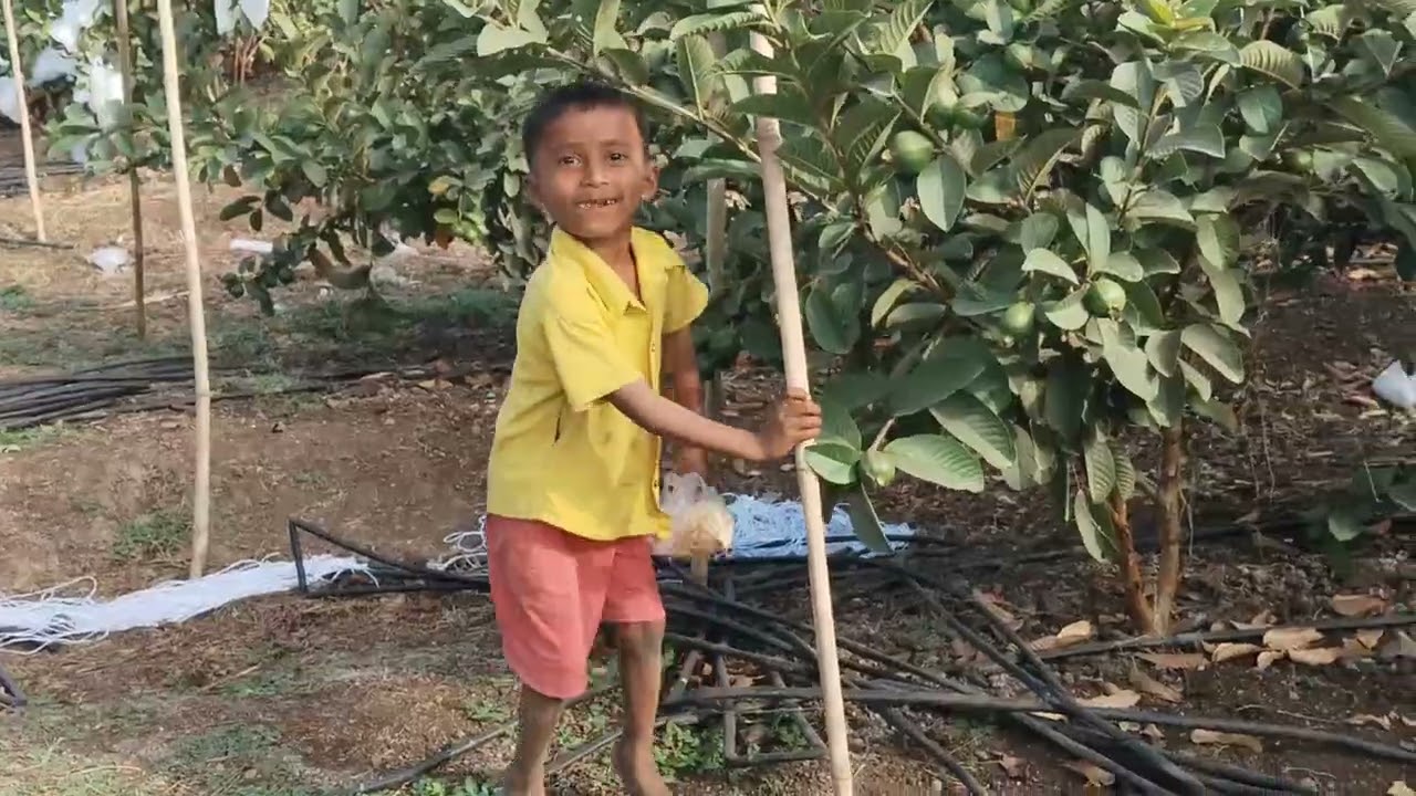 चिवळ्याआमचा मेवा कसा खातो.#शेतकरी #कामगार #short