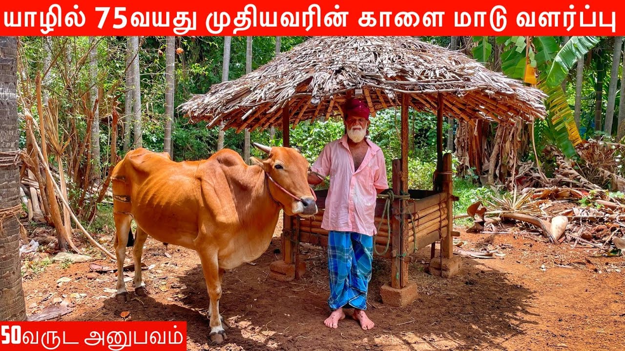 இலங்கைத் தமிழரின் மாட்டு பண்ணை| Jaffna Village Life | Jaffna Suthan
