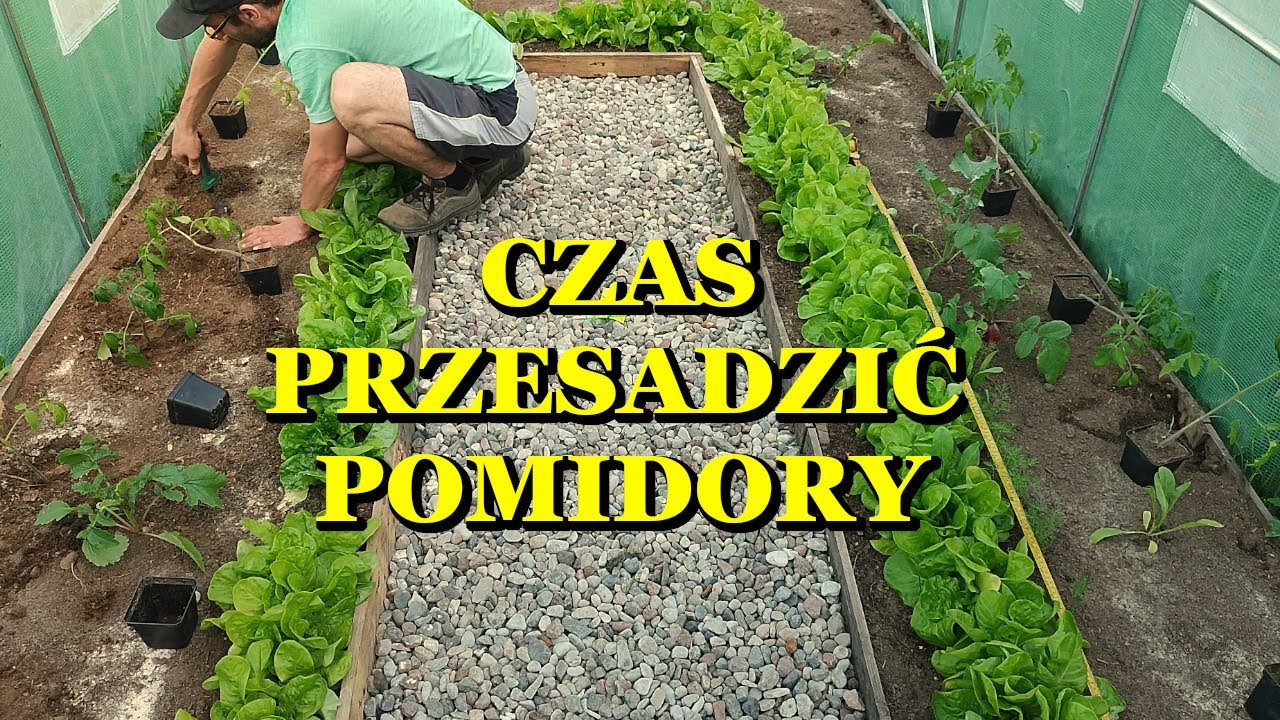 Posadziłem pomidory i paprykę, co nie tak zrobiłem w foliaku 🤔