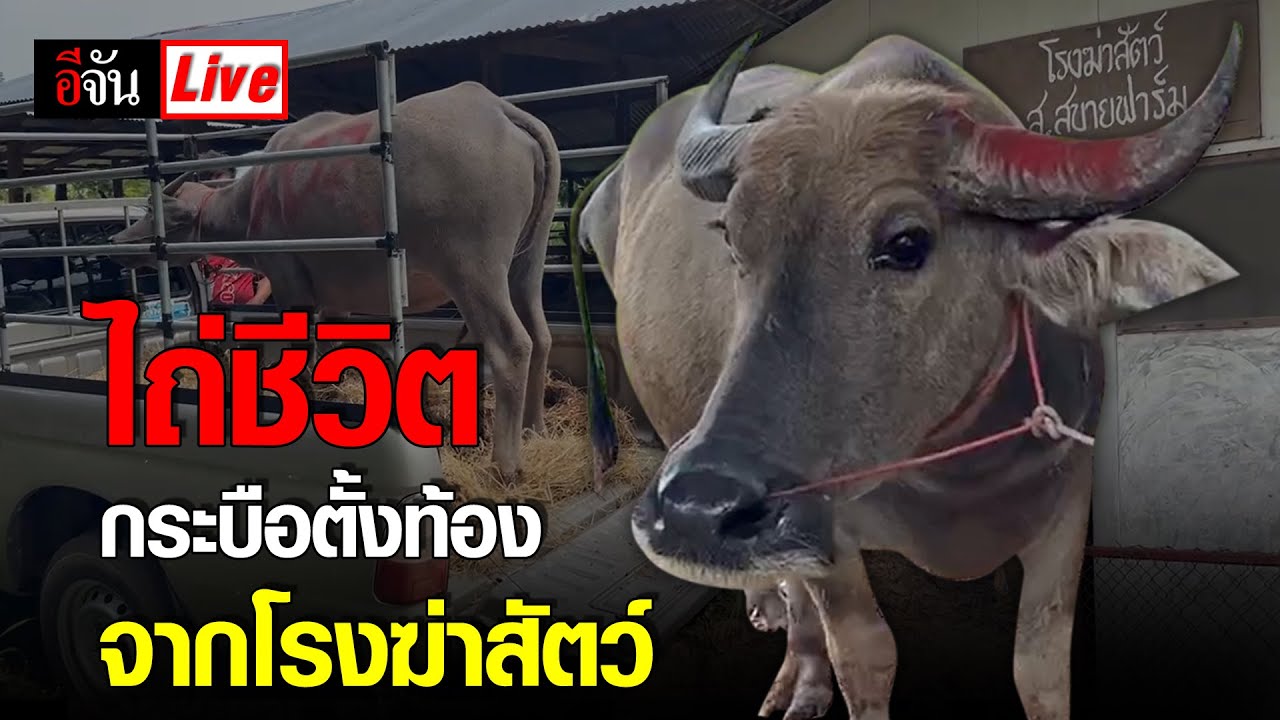 Live ไถ่ชีวิตกระบือเพศเมียตั้งท้อง จากโรงฆ่าสัตว์ | อีจัน EJAN