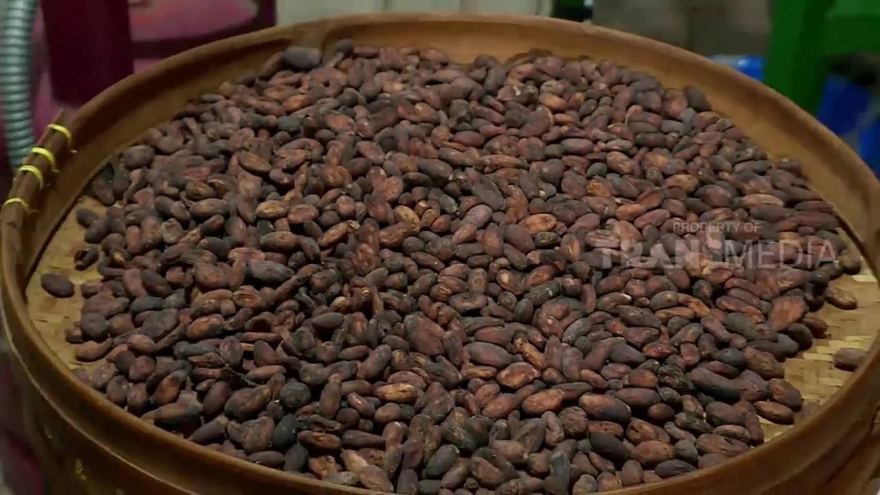 Proses Pembuatan Cokelat, Dari Pohon Hingga Siap Makan | Laptop Si Unyil (10/12/18)