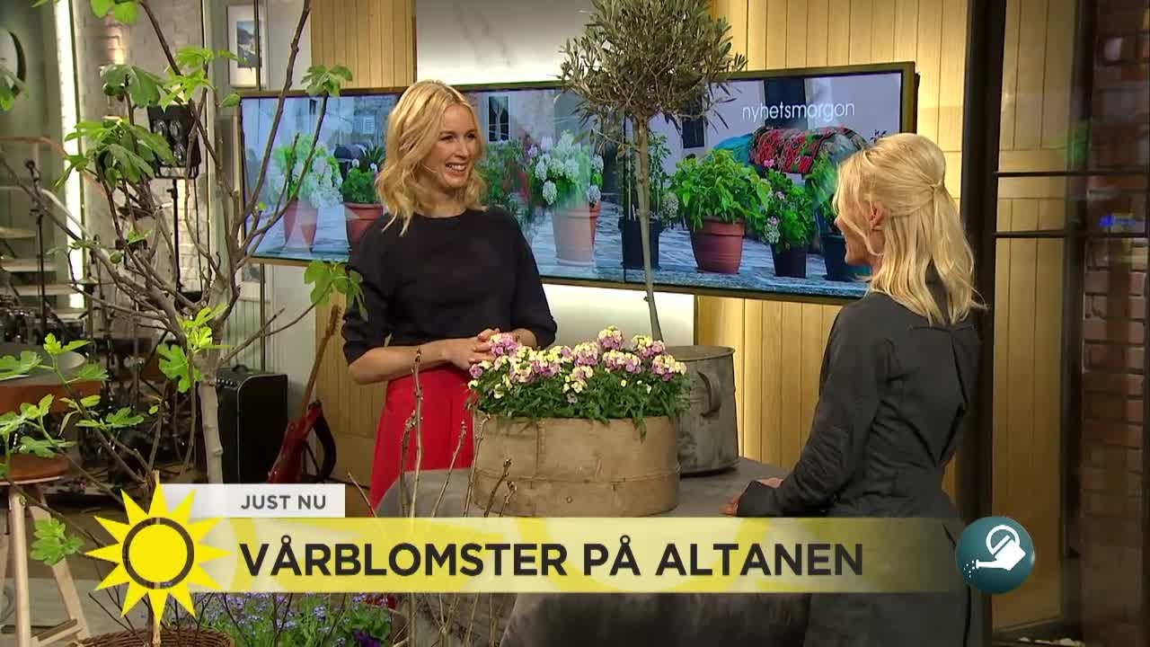 Vårblomster på altanen - 