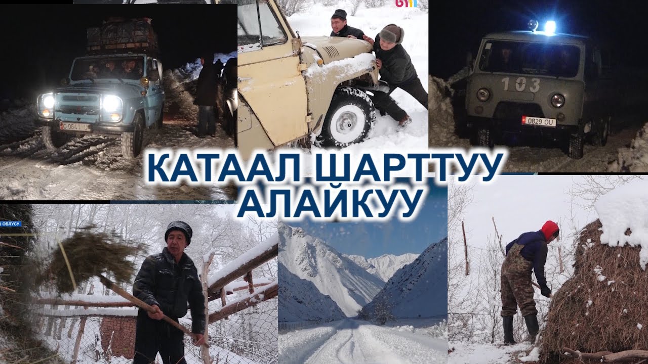 Кышы оор, катаал шарттуу Алайкуу | #Ынтымак
