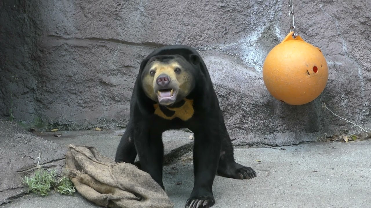 暴れる姿がかわいすぎて…観客から笑い声 マーサ(マレーグマ) 天王寺動物園  NHKの『出川哲朗のクイズほぉ〜スクール』で引用されたのは