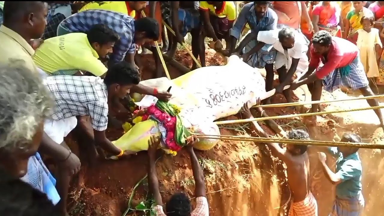 Famous bull Death | மதகுபட்டி  வெள்ளையன் ❤️ மகன் சின்ன வெள்ளையன்