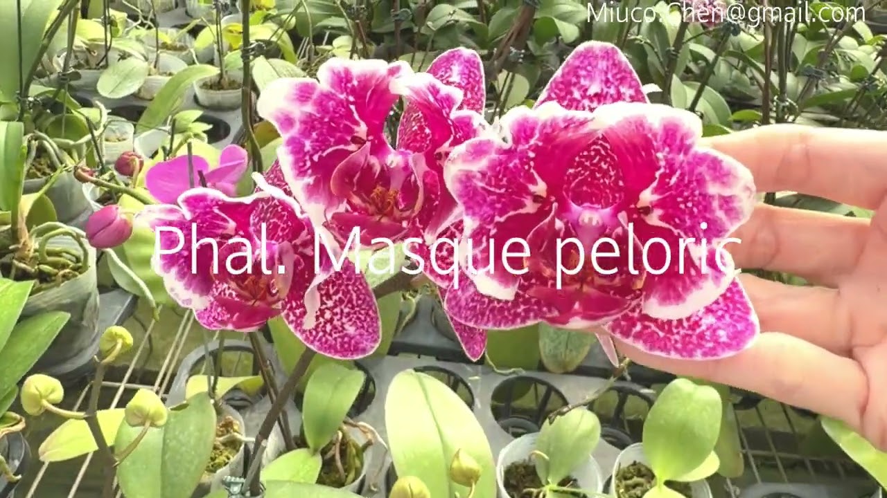 Phal. Masque peloric