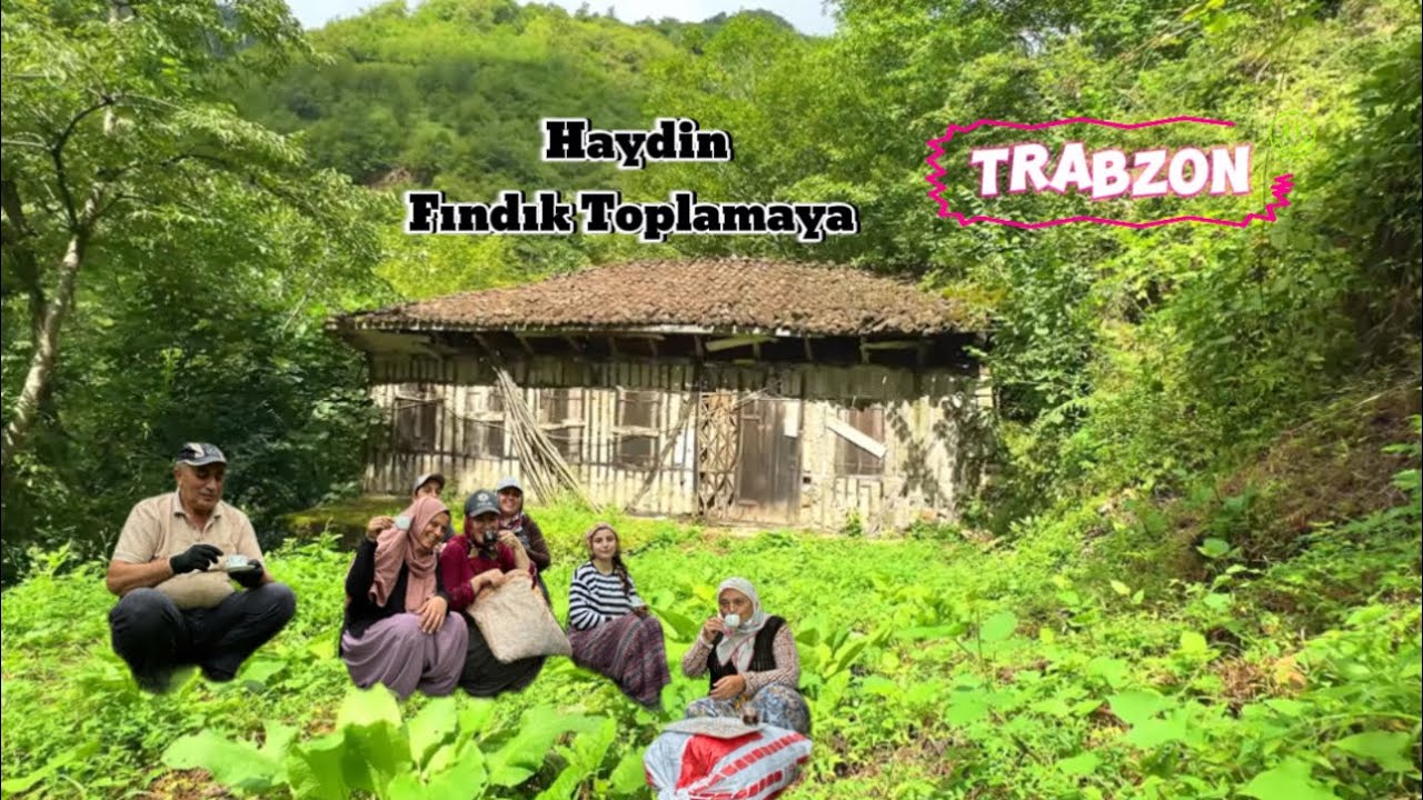 TRABZONDA FINDIK TOPLAMA ZAMANI. FINDIK HASADI #vlog