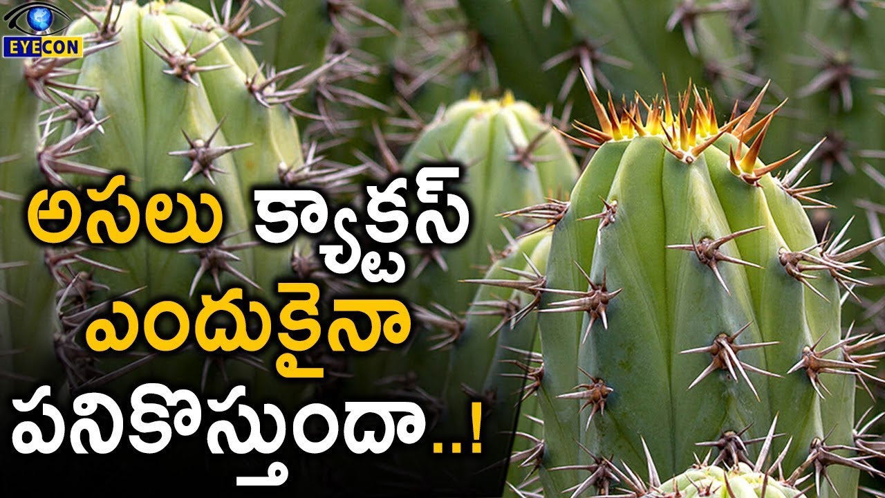అసలు క్యాక్టస్ ఎందుకైనా పనికొస్తుందా..? - Cactus Facts..! | Eyecon Facts