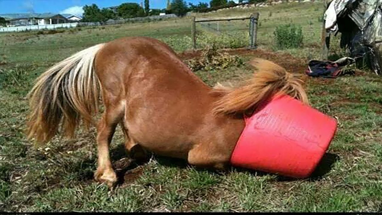 I Didn’t Think Horses Were Funny… Until This Moment 😁 And cute Horses P1