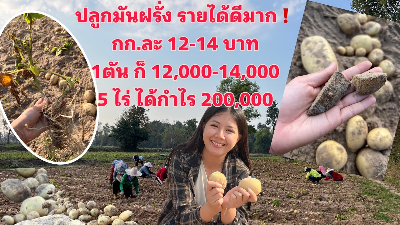 ป้าดปลูกมันฝรั่งรายได้ดีมาก❗️