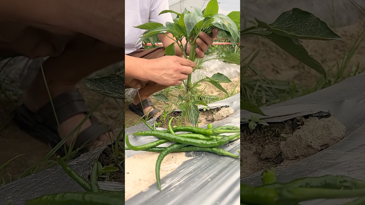 Pruning Peppers for Maximum Yield