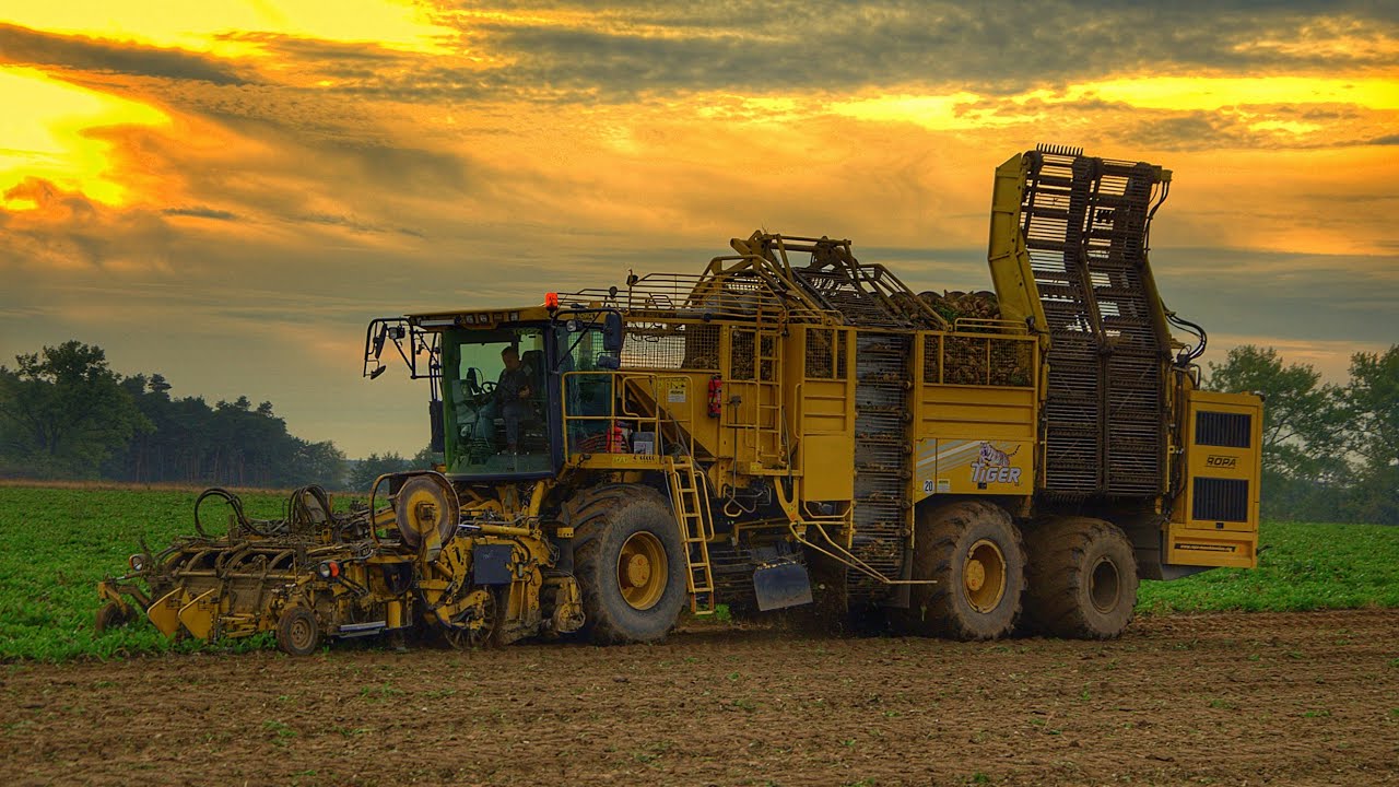 Kopanie buraków 2020!🔥Ropa o zachodzie słońca🔥Ropa Tiger V8-4🔥