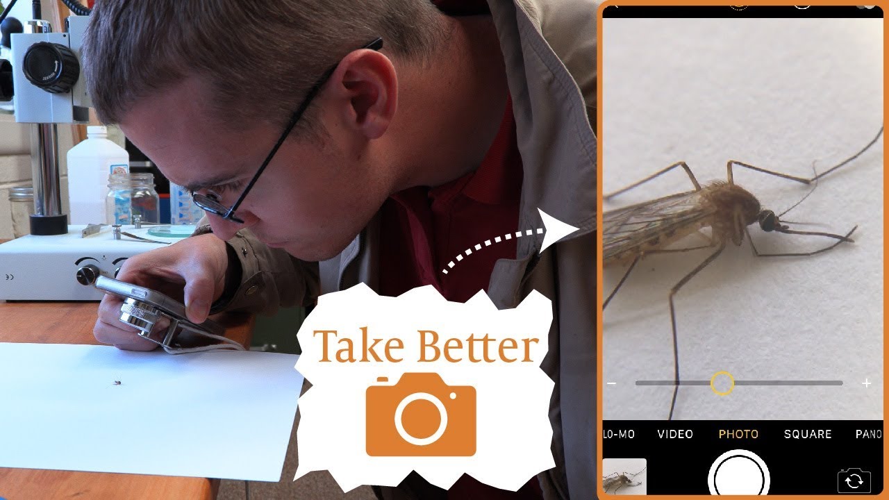 How to Take Better Photos of Insects for Identification