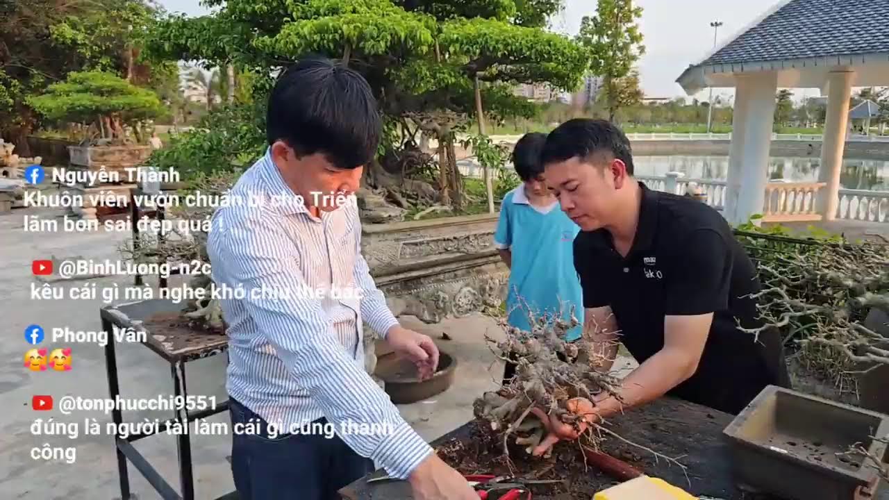 Phát trực tiếp của Bonsai Mạc Nam Định
