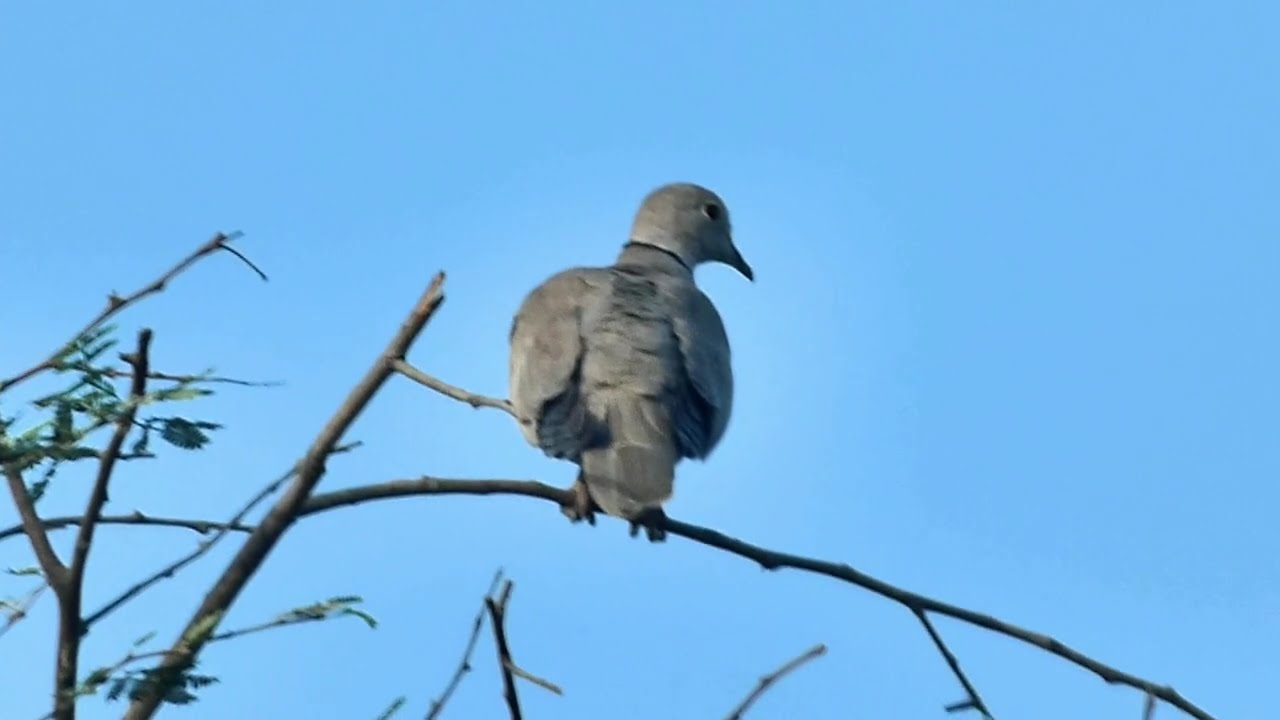 Eurasian Collared Doves (Streptopelia decaocto)