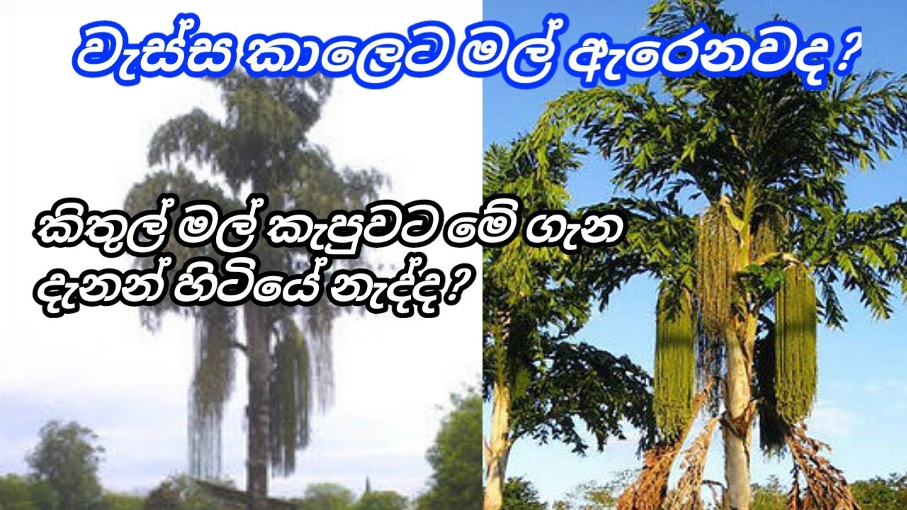 වැස්ස කාලෙට මල් ඇරෙනවද ? | How to Make Kithul Flower | Kithul Mal KApima | Part 14