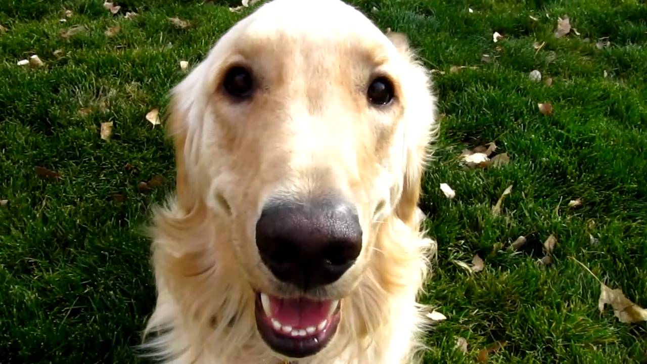 LOVEABLE!! Golden Retriever playing, barking and having fun!