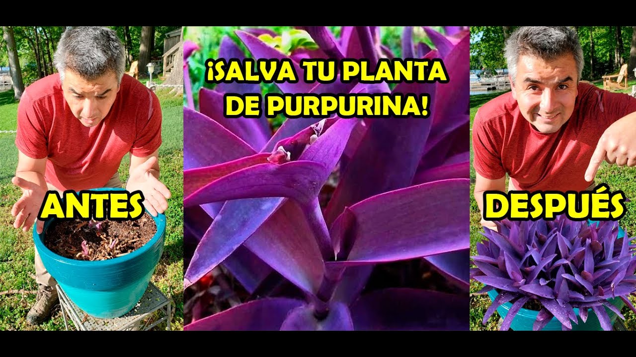 ¡Cómo revivir una planta de purpurina!🌱🤗