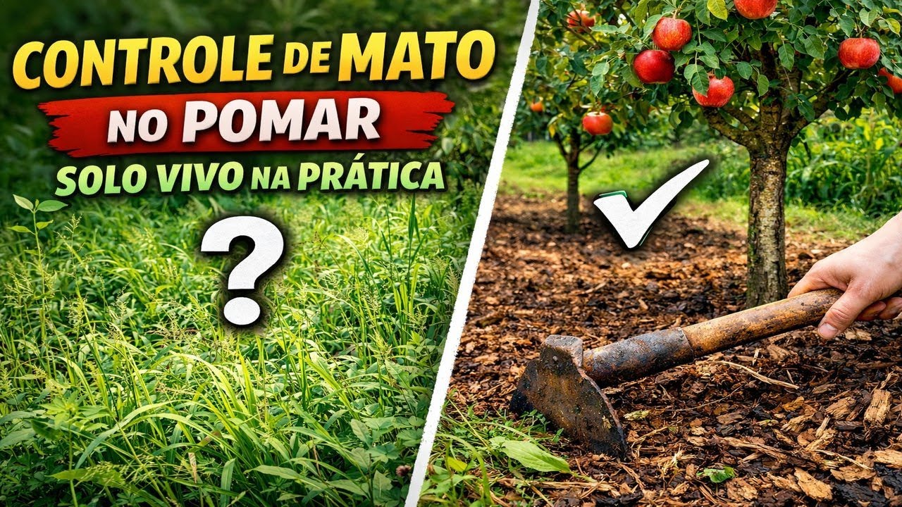 Controle de Mato no Pomar 🌳 Técnicas Simples para um Solo Saudável e Produtivo