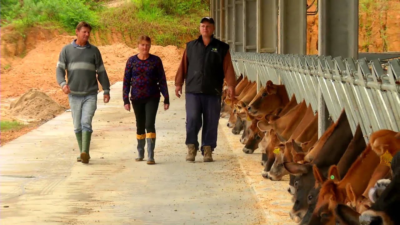 MATÉRIA CRV LAGOA - Produtividade da raça Jersey - Braço do Norte (SC) Junho 2015