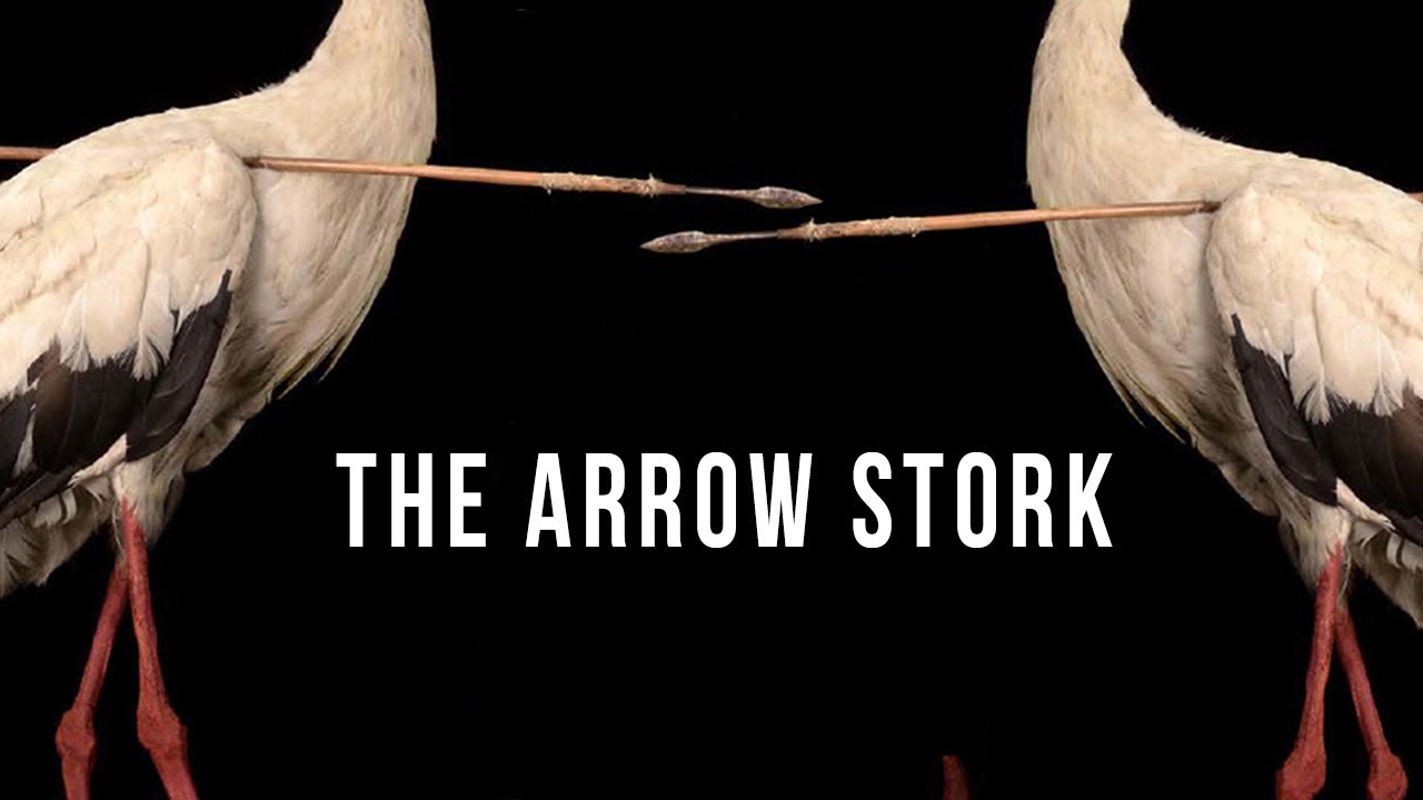The Arrow Stork | 100 Wonders | Atlas Obscura