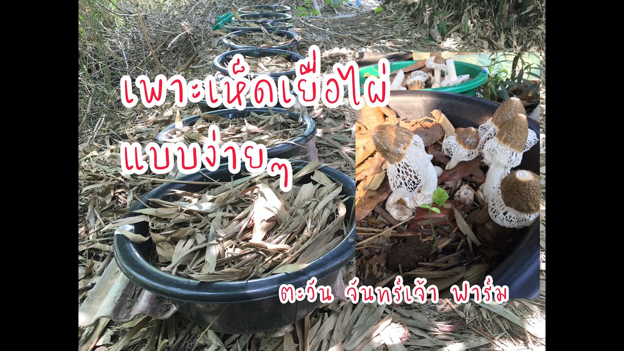วิธีเพาะเห็ดเยื่อไผ่แบบง่าย
