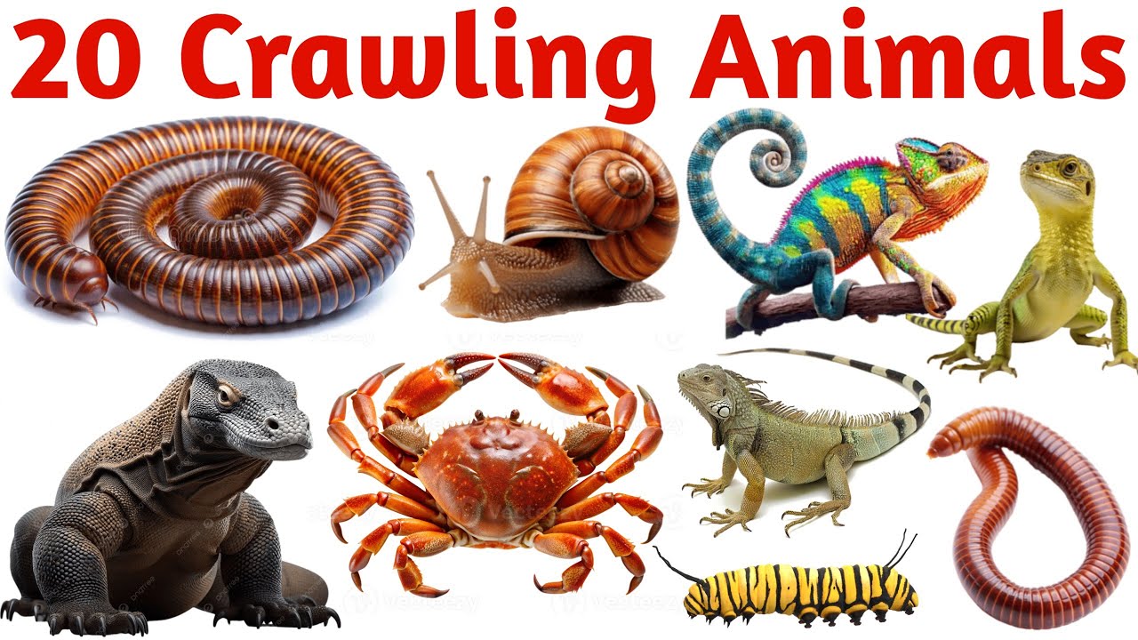 20 रेंगने वाले जानवरों के नाम | 20 Crawling Animals Names for Kids Learning Fun Video