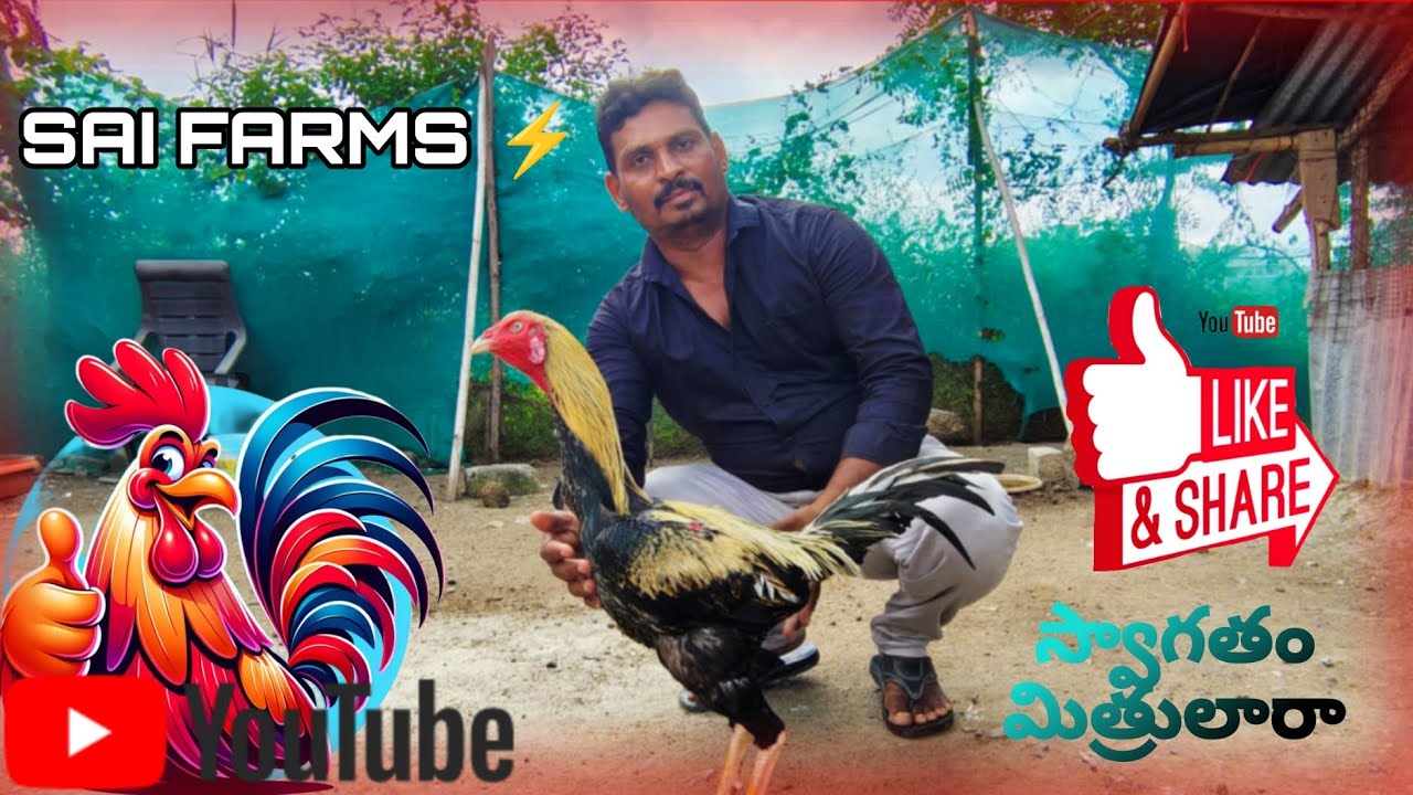 Sai farms పుంజులు for sale పక్కా 2 lakh range  for more information call me guys ✓ #aseelmurga#assel