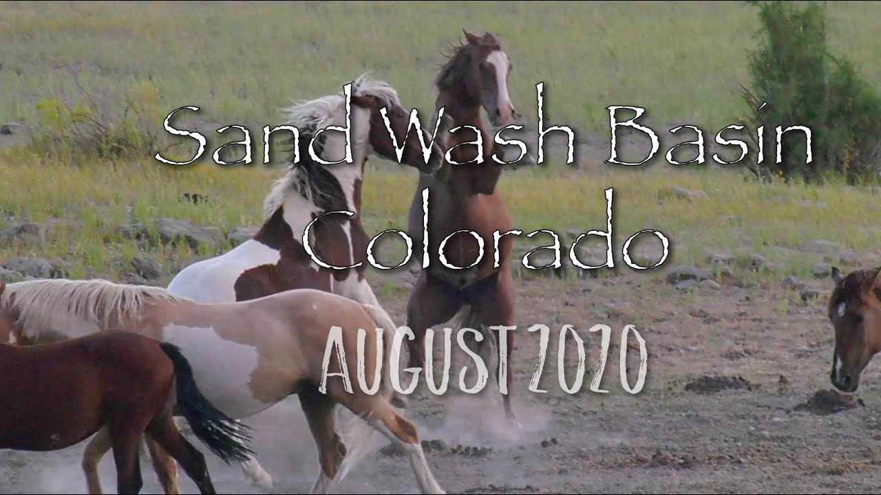 Wild horses of Sand Wash Basin Colorado - Lots of pronghorn too