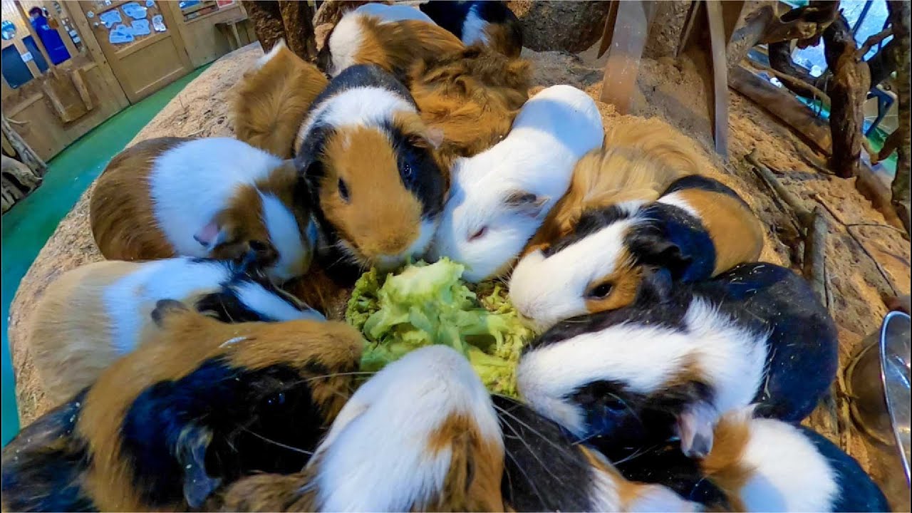 プイプイ鳴きながらロマネスコASMR【リアルモルカー？】Guineapig eat romanesco ASMR