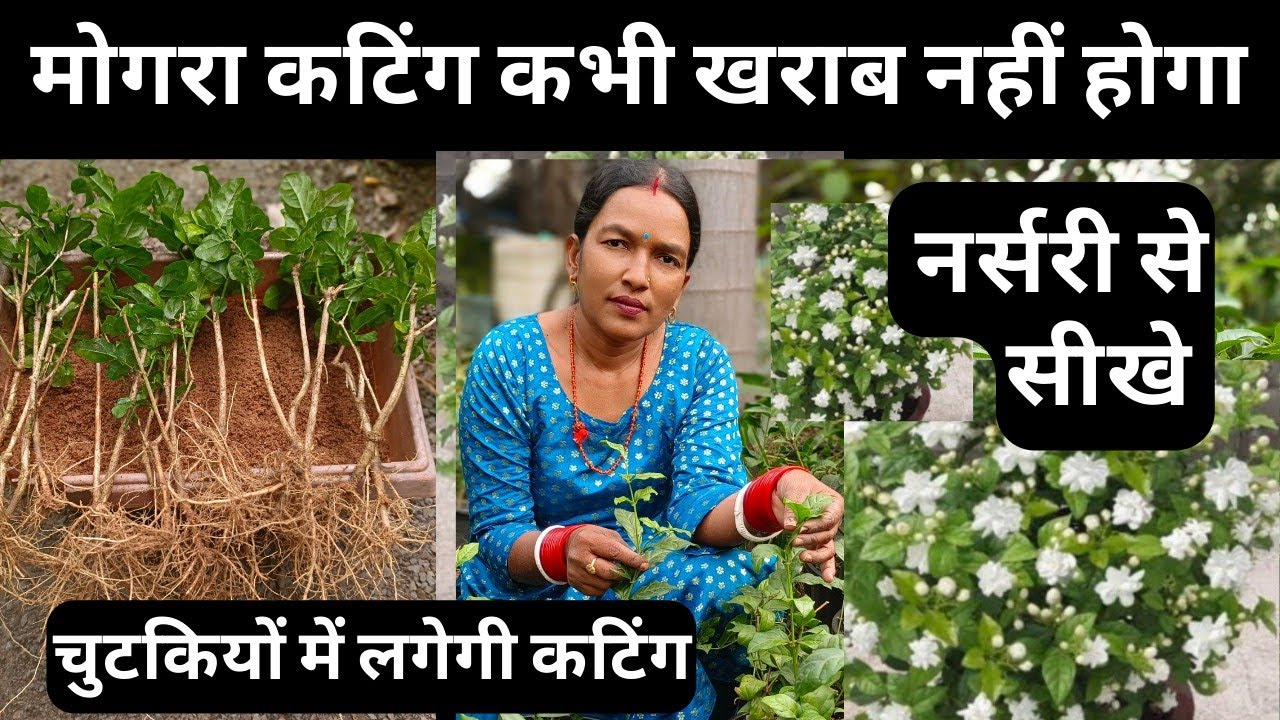 Mogra ki cutting kaise lagaen. Mogra Jasmine cutting grows at home.