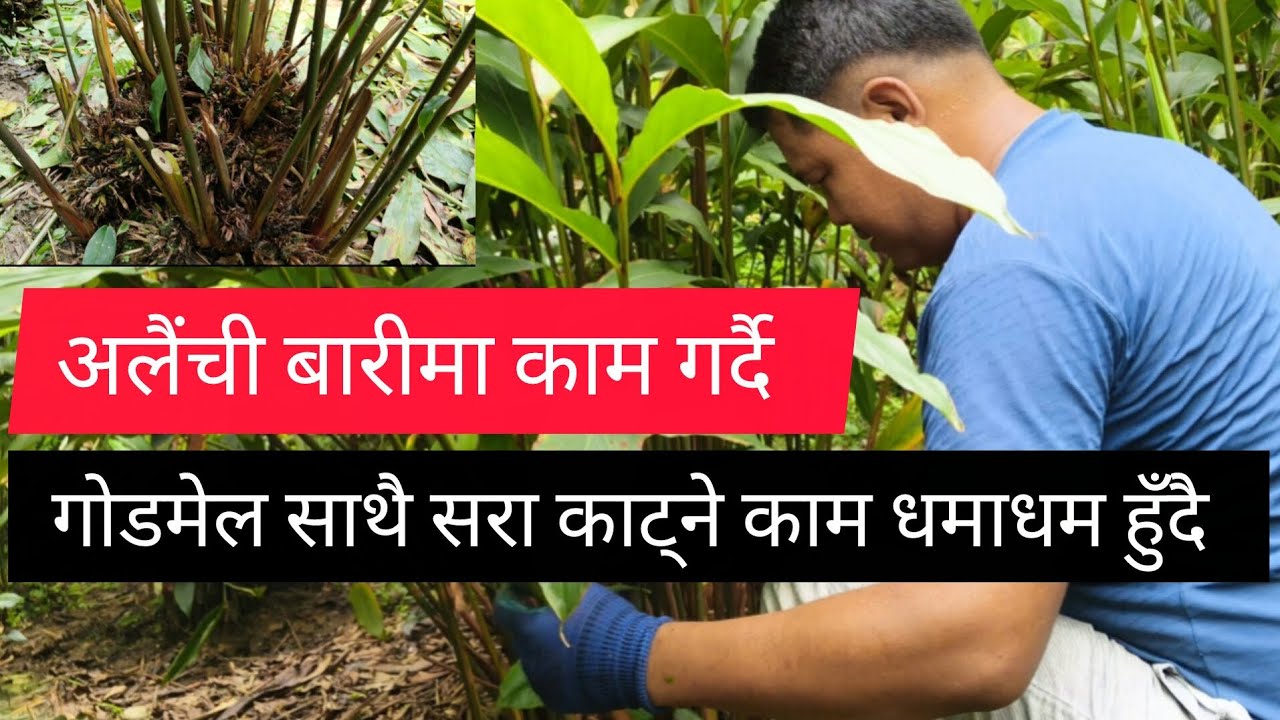 अलैंची बारी सरसफाई साथै सरा काट्ने काम धमाधम हुँदै🙂रोङ-६ सलकपुर, ईलाम्🇳🇵#video