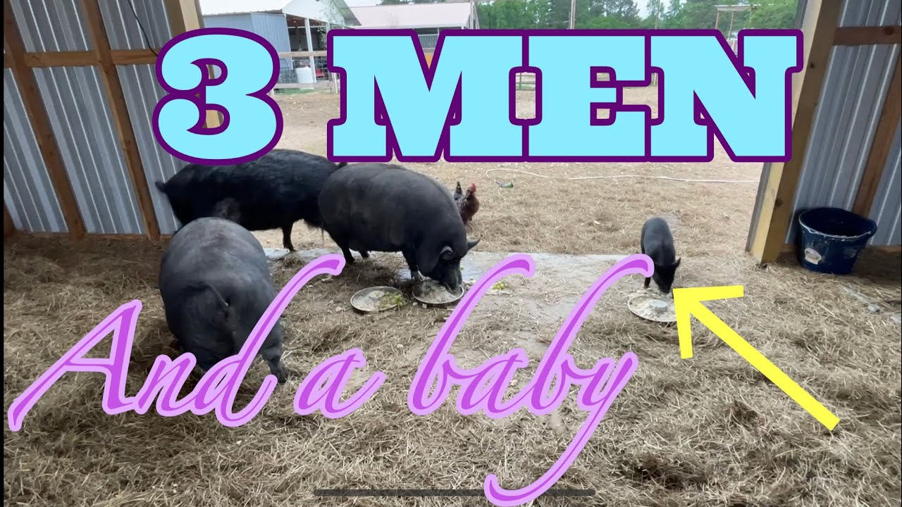 Pig Newton Becomes A ‘Little’