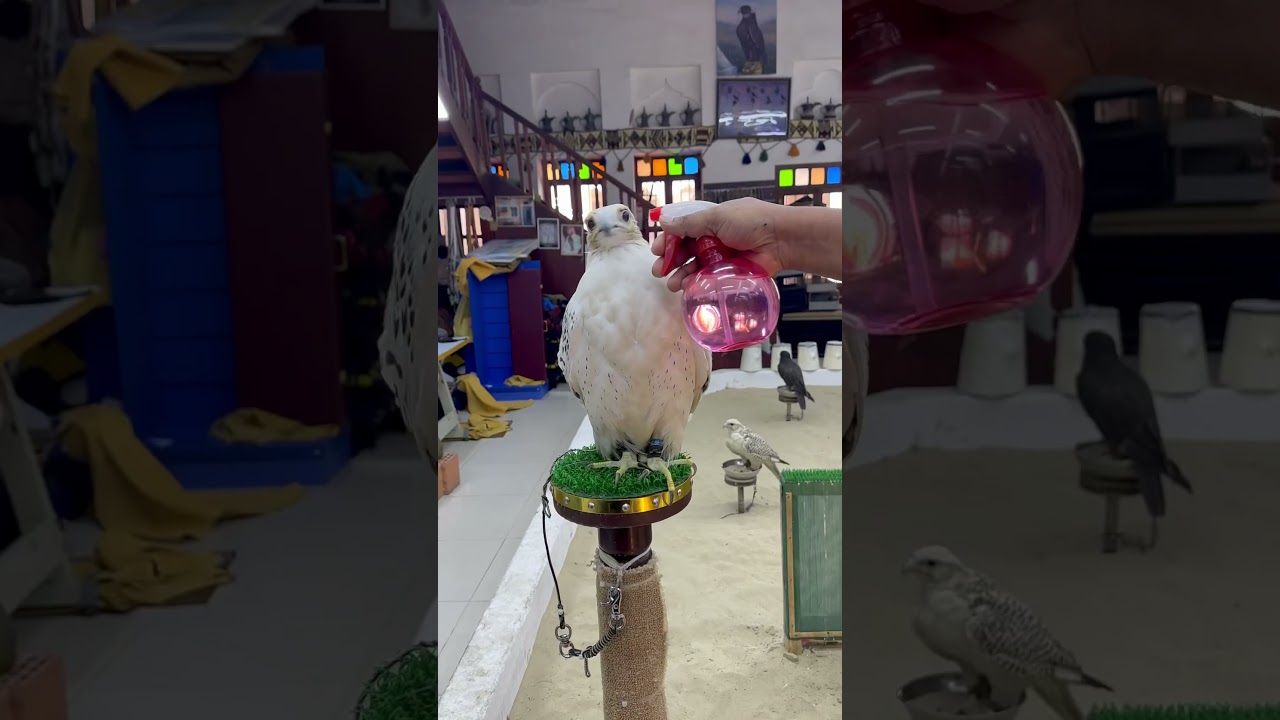 The Falcon Souq, located in Souq Waqif Qatar#shortvideo#shorts#falcon#travelvlog#doha#qatar#travel