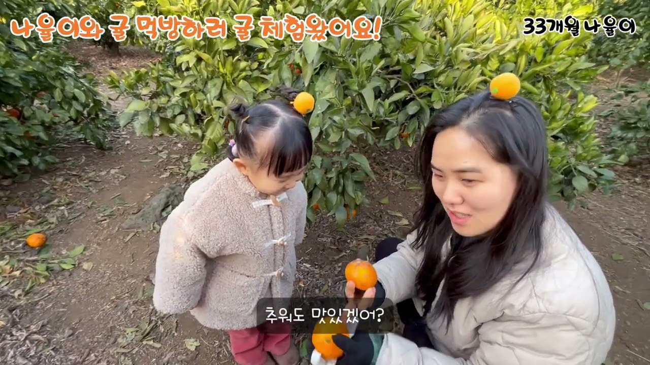 귤 체험 끝물이지만, 나율이와 귤 먹방하러 '쉼터체험농장'에 귤 체험하러 왔어요~