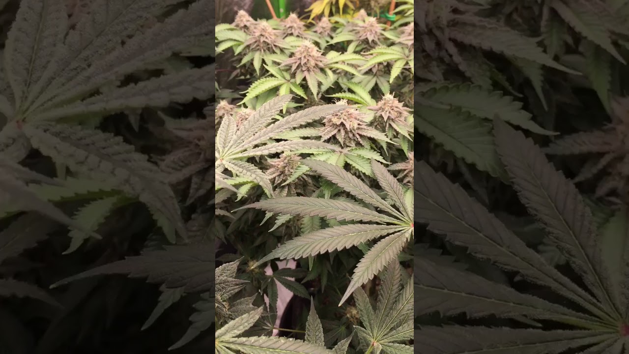 Peanut Butter Breath