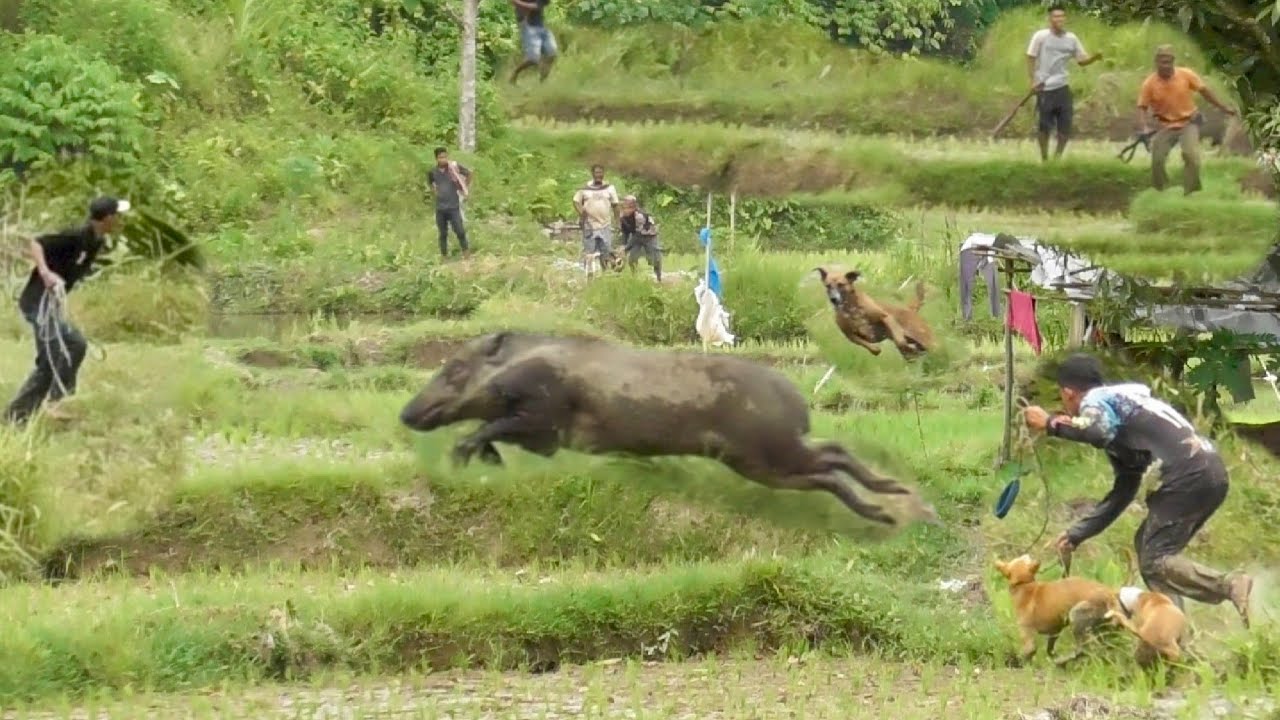 TAK DISANGKA‼️ BEGITU BANYAK NYA BABI HUTAN BERSERAKAN KELUAR DARI SEGALA ARAH‼️BEST MOMEN HUNTING 