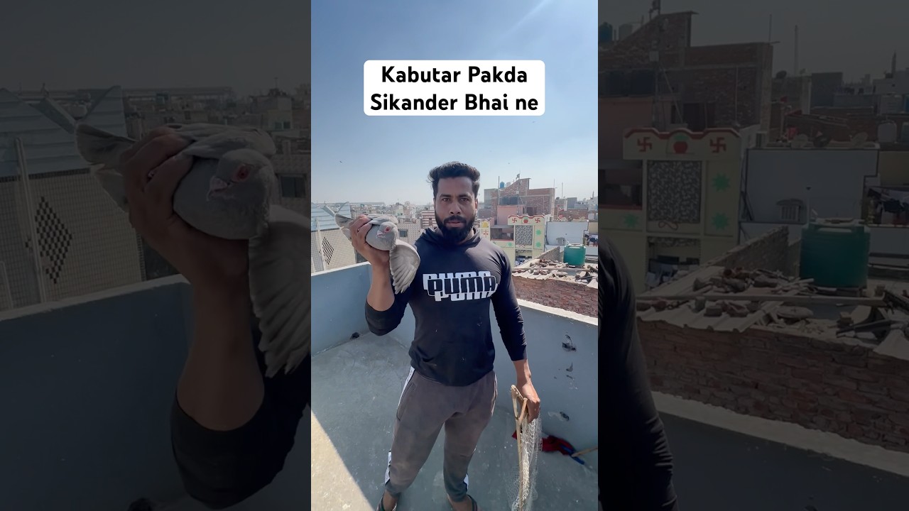 😍Kabutar Pakda Sikander Bhai ne Baithte ke Sath #kabootar #kabutar #pigeon #viralvideo