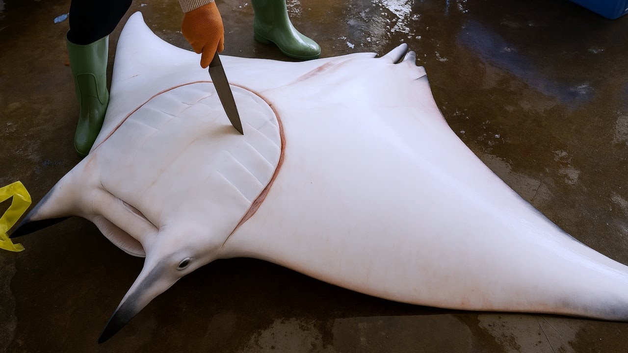 Sashimi Cutting Skills &ndash; Best Seafood Cutting Collection with Giant Fish | Dishes You&rsquo;ve Never Seen