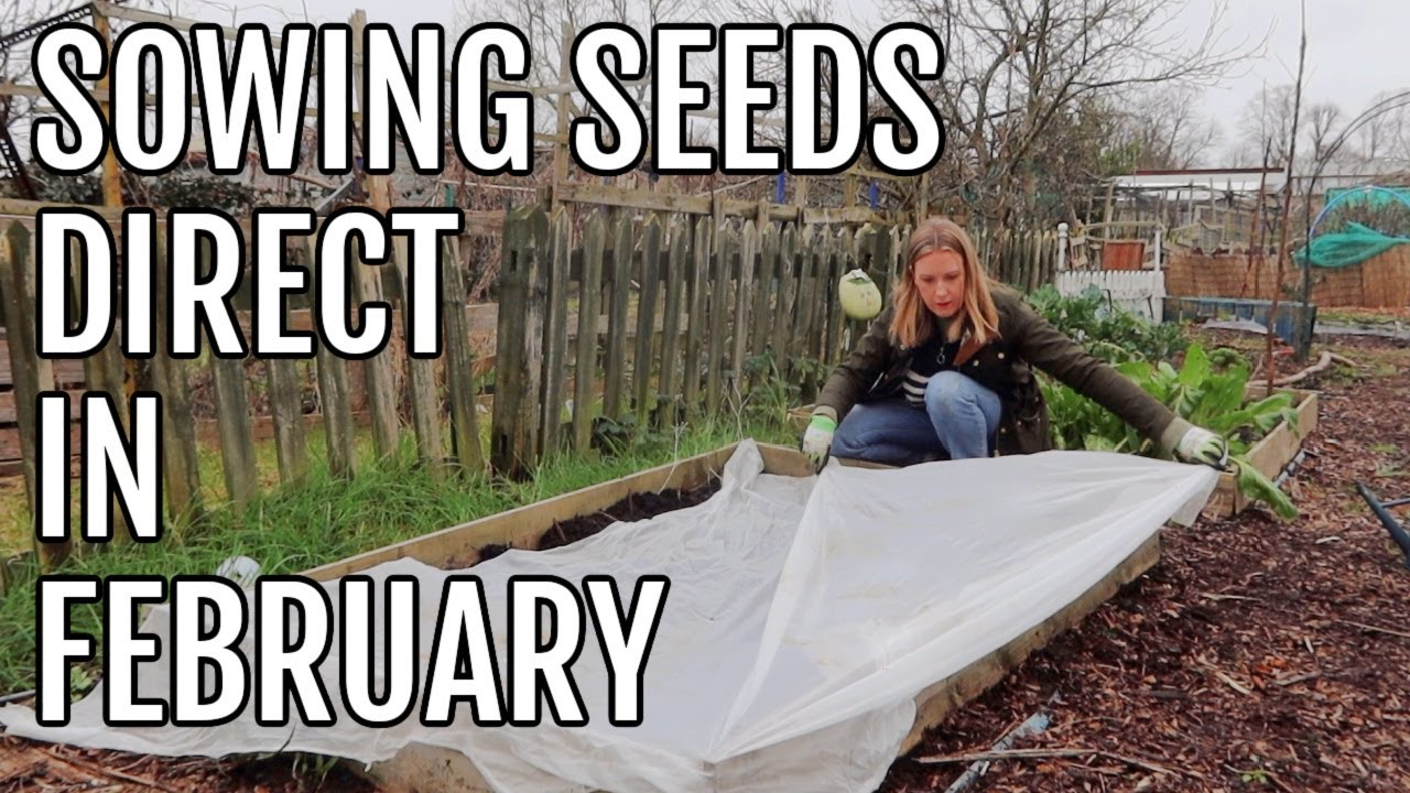 SOWING SEEDS DIRECT / ALLOTMENT GARDENING FOR BEGINNERS