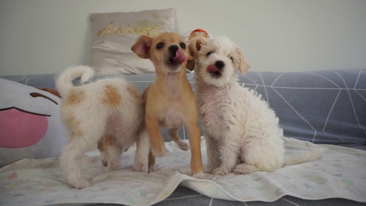 My Foster Puppies Taking Their First Bath!!