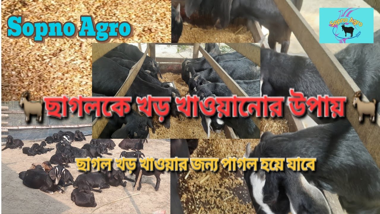 ছাগলকে খড় খাওয়ানোর উপায়।।Sopno Agro।। খড় দিয়ে কি ছাগল পালন সম্ভব!