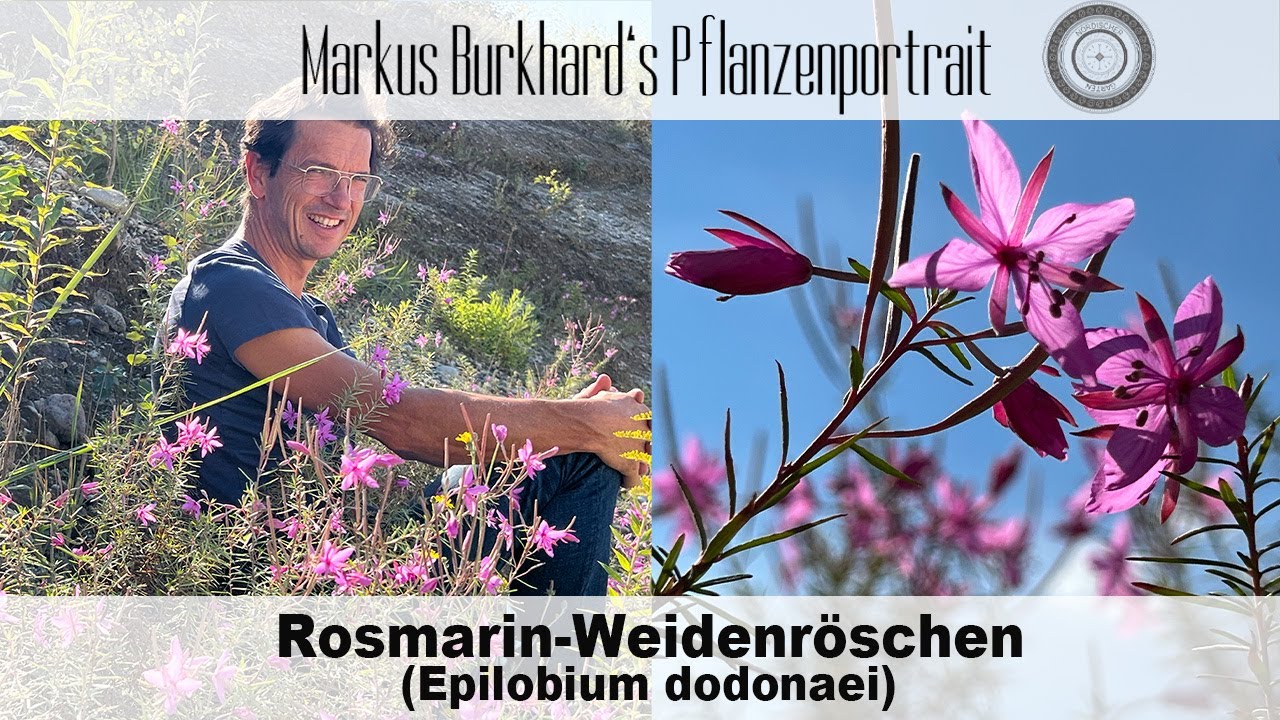 Der WICHTIGSTE Spätblüher für Bienen und Hummeln, Weidenröschen, für extreme Trockenheit, Kiesgarten