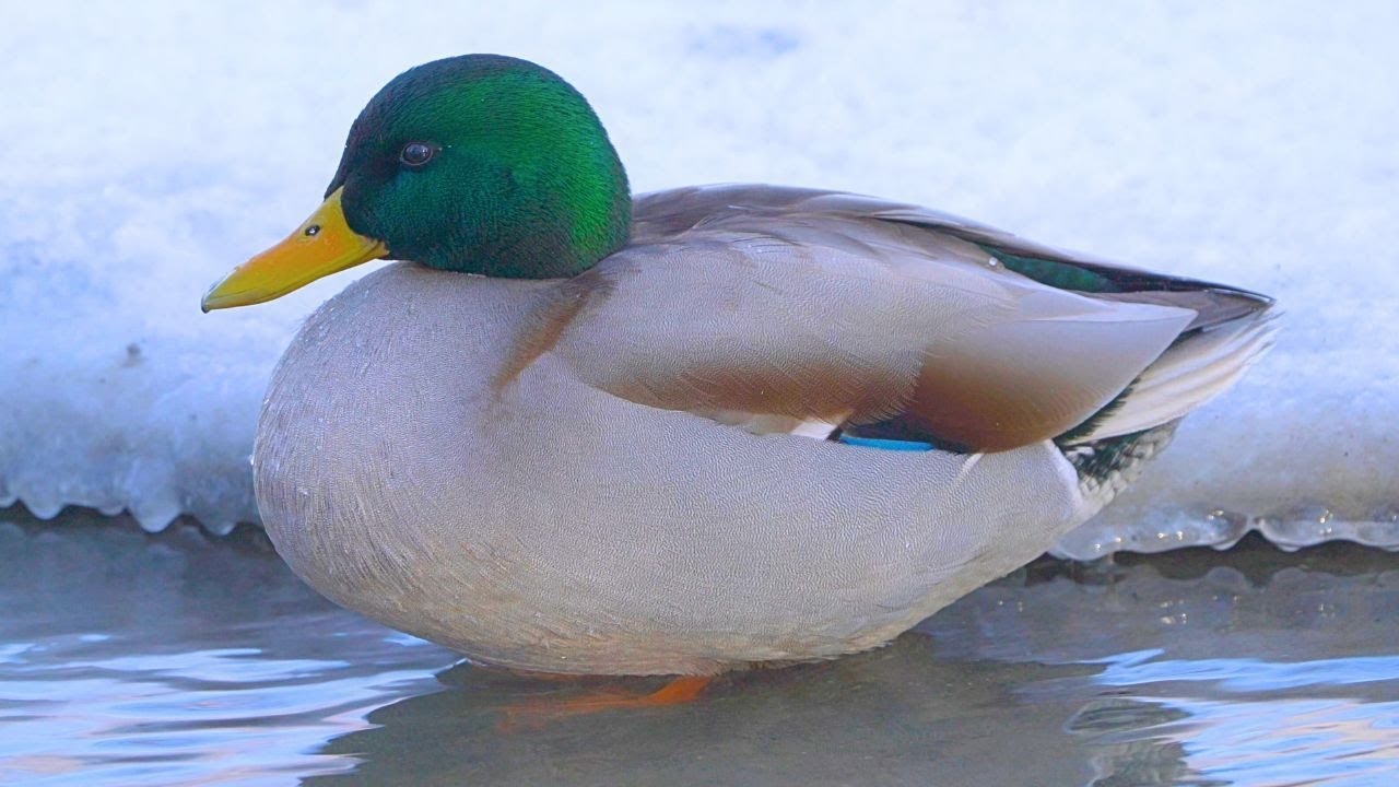 Blonde Juvenile Arctic Drake [4K] Mallard Duck
